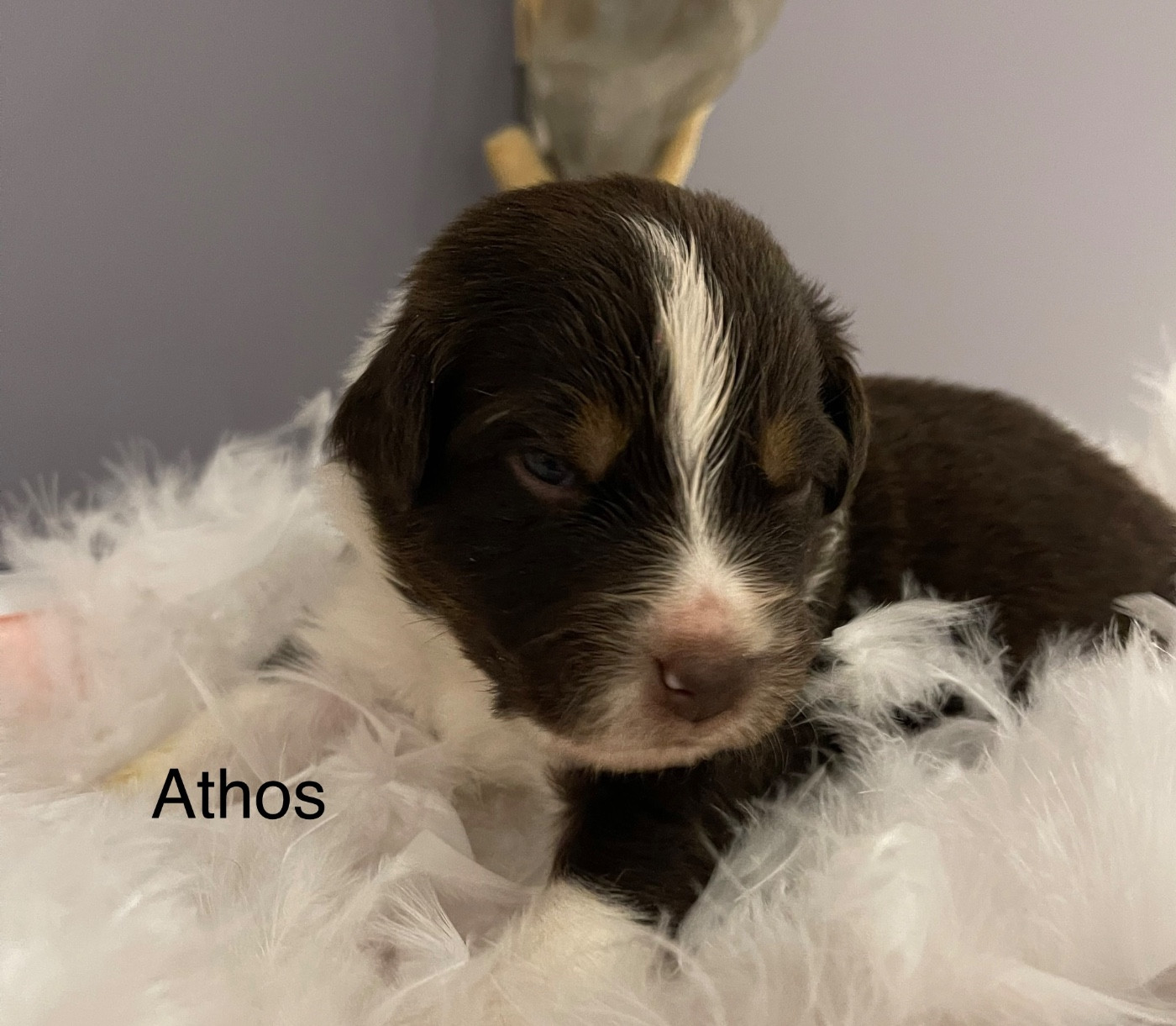 D'Avel Vor - Chiots disponibles - Berger Australien