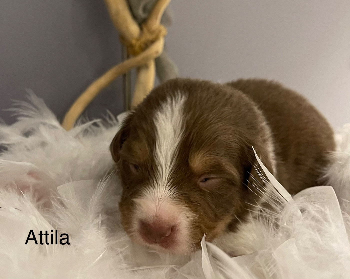 D'Avel Vor - Chiots disponibles - Berger Australien