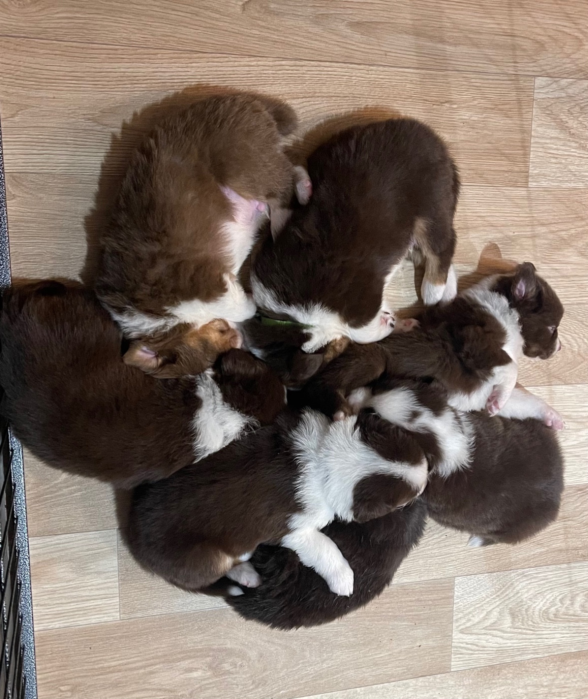 Chiot Berger Australien D'Avel Vor